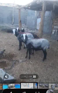 میش لاغر