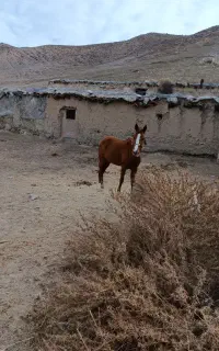 اسب