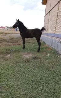 اسب سالم