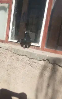 کفتر قلدر