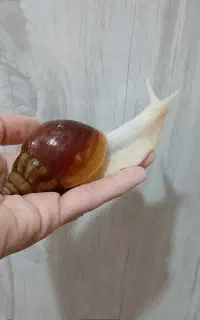 حلزون و خاویار حلزون