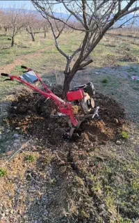 شخم زنی زیر درخت و درختکاری