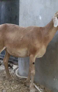 دو عدد میش
