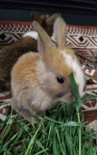 بچه خرگوش لوپ پشمالو