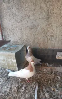 کبوتر