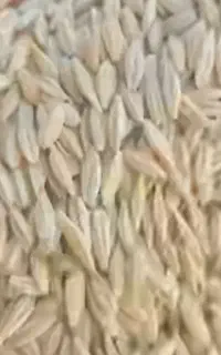 بذرجو آبی جلگه