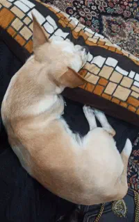 گمشده