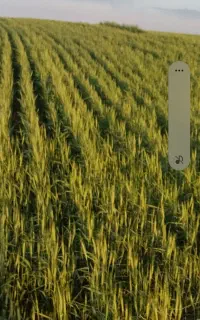 گندم درجه یک آذر۲