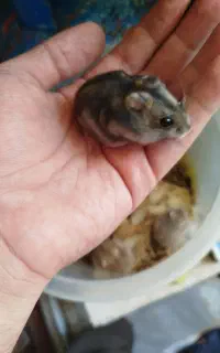 همستر کمپل و خوکچه هندی