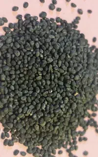 بذور یونجه ذرت