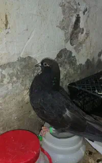 کفتر دم‌ سفید