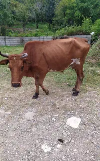 یک راس گاو با گوساله آموپی نر