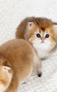 بچه‌گربه های بیریتیش و‌ اسکاتیش وارداتی