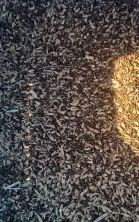 دونه های روغنی وگندم قاطی کاه سفیدهم دارم