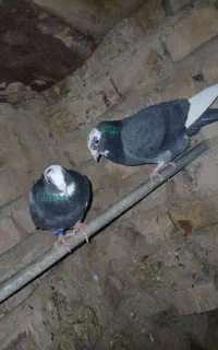 کفتر