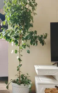فروش گل بنجامین
