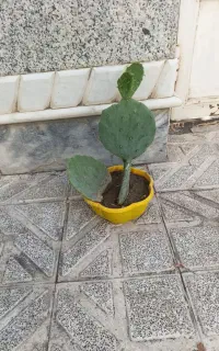 گل کاکتوس قلبی