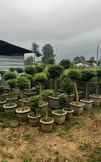 گیاه پیوندی مورت درختچه یاس هلندی