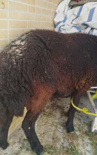 بره  هشت ماهه