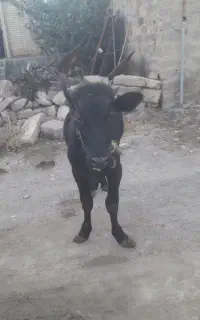 گوساله نر