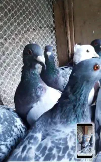 کبوتر مسافتی سبزومگس و طوقی