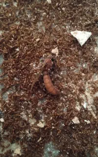 شرکت سم پاشی و موریانه زدائی آریاگستر