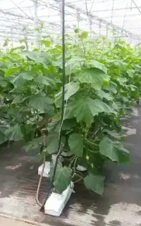 پایین آوردن خیار،سرپیچ،هرس