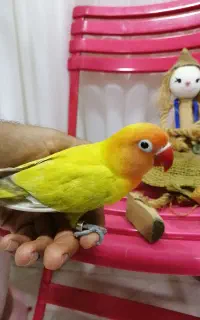 کتوله دست آموز