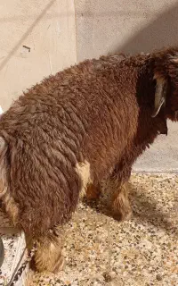 فروش بره نر چاق و سرحال عشایری