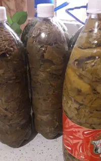 برگ مو