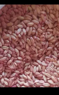گندم بذری هشترود