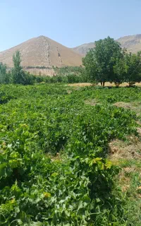 فروش انگور