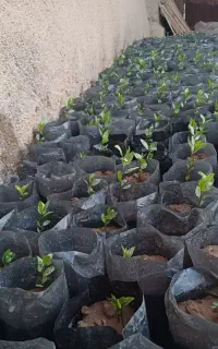 نهال پسته بادامی ۱۵ت