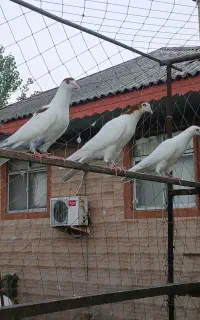 جوجه کبوتر پرشی  خط خونی عالی