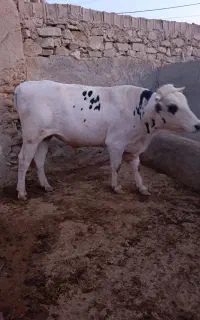 گاو نر گوشتی