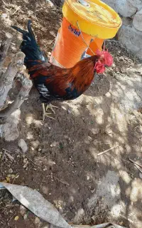 خروس جوان