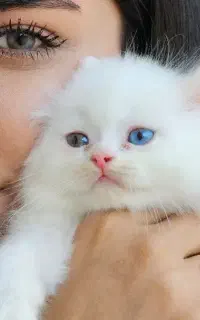 توله تبی فولد