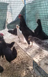 مرغ وخروس نیمچه گلین