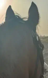 اسب دوسر