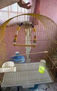 قفس پرنده