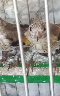 جوجه سهره نروماده کال ۳عدد دو ماده ۱ نر