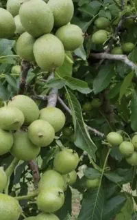 معجزه و نجات دهنده باغات شمابا کودهای ارگانیک کروا