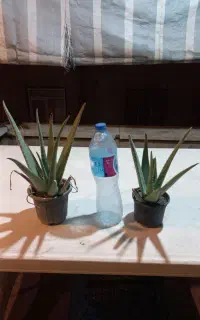 گل آلوورا