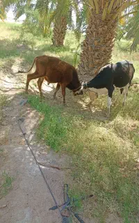 گاونر