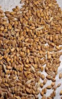 گندم ال جی ۵ عملکرد در هکتار ۱۲تن