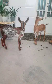 نروماده نقشی صلاله