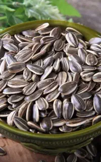 تخمه آفتابگردان آجیلی