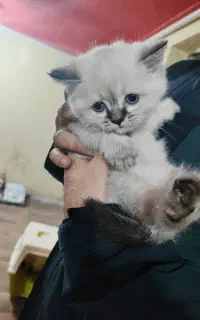 گربه بریتیش