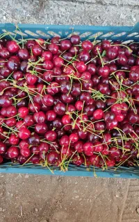 گیلاس بلالوکی