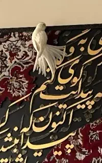 طوطی هلندی نژاد آلبینو